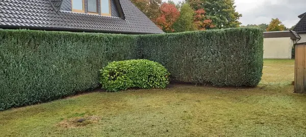 Gepflegter Garten mit Sichtschutzhecke