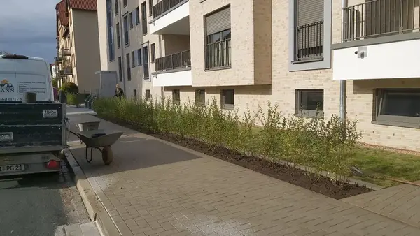 Neupflanzung am Gehweg