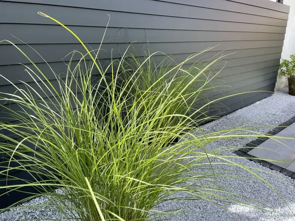 Gräserpflanzung im Trend