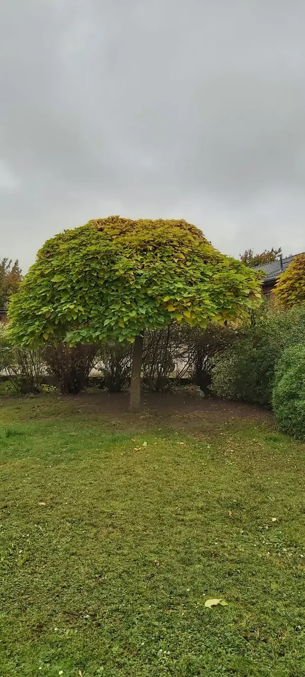 Solitärbaum Mushroom-Shape